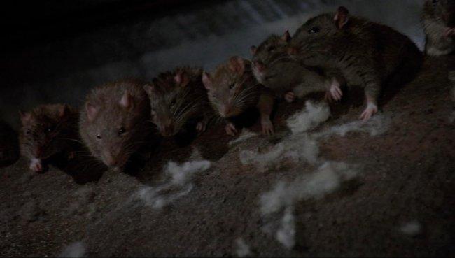 La Cr�ature du Cimeti�re